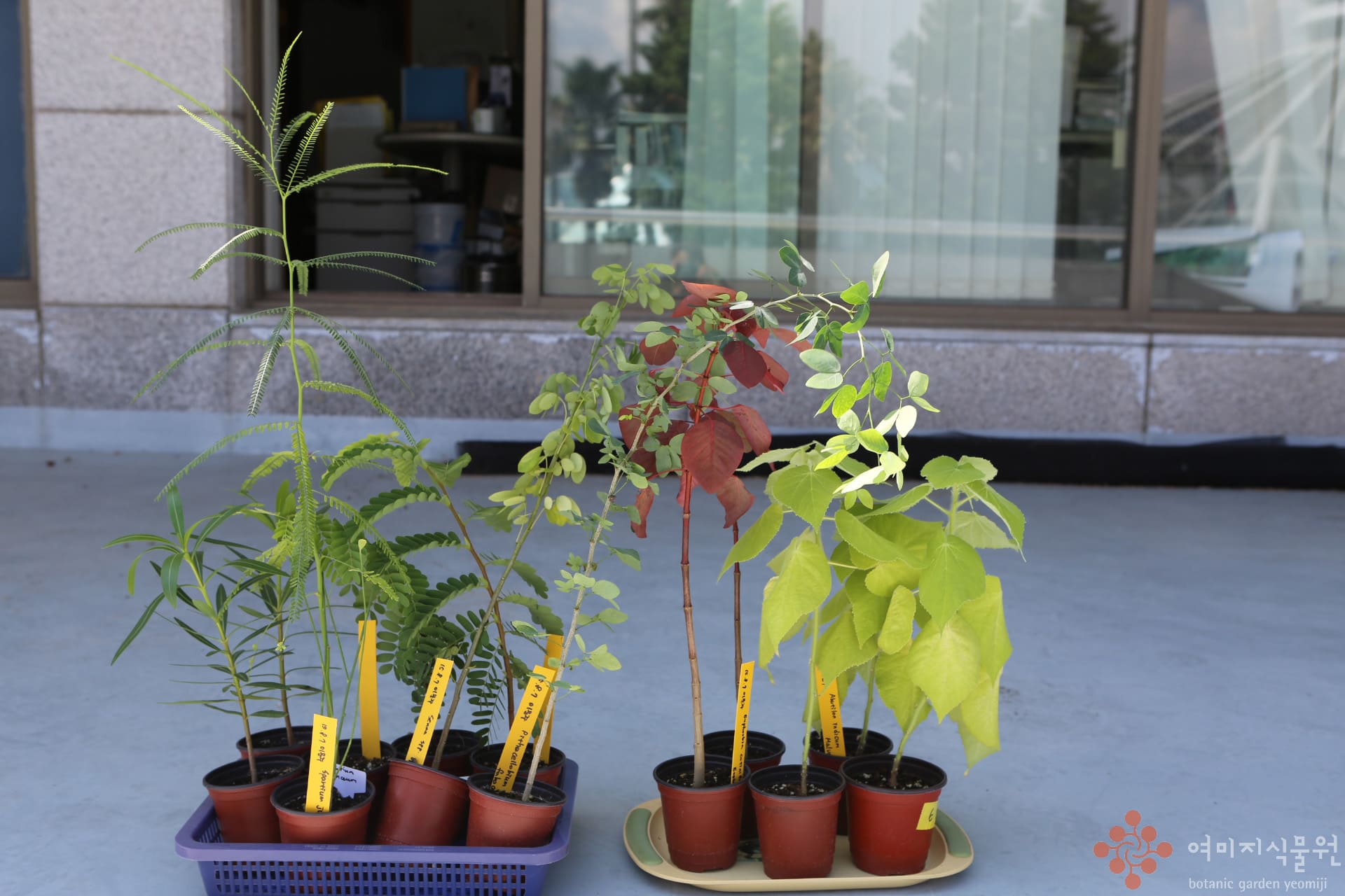 150808 plants.jpg
